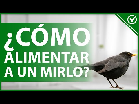 Descubre las características del mirlo común: todo lo que debes saber